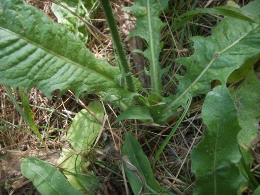 Crepis setosa / Radicchiella cotonosa